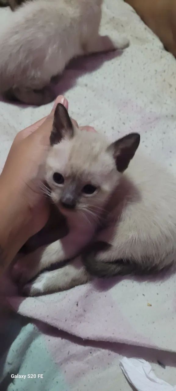 Gato macho  - Foto 2