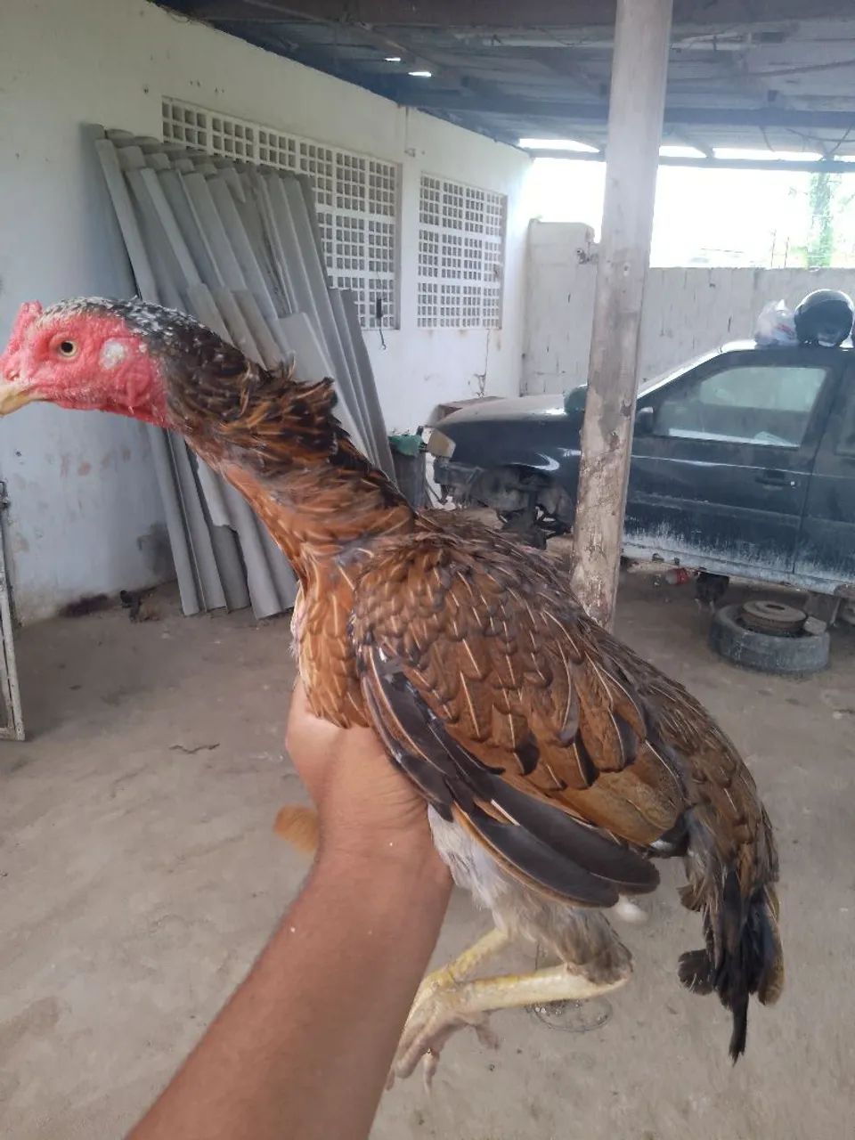 Galinha de precedência 