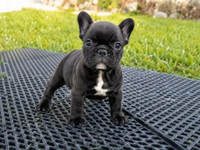Bulldog Francês - Foto 2