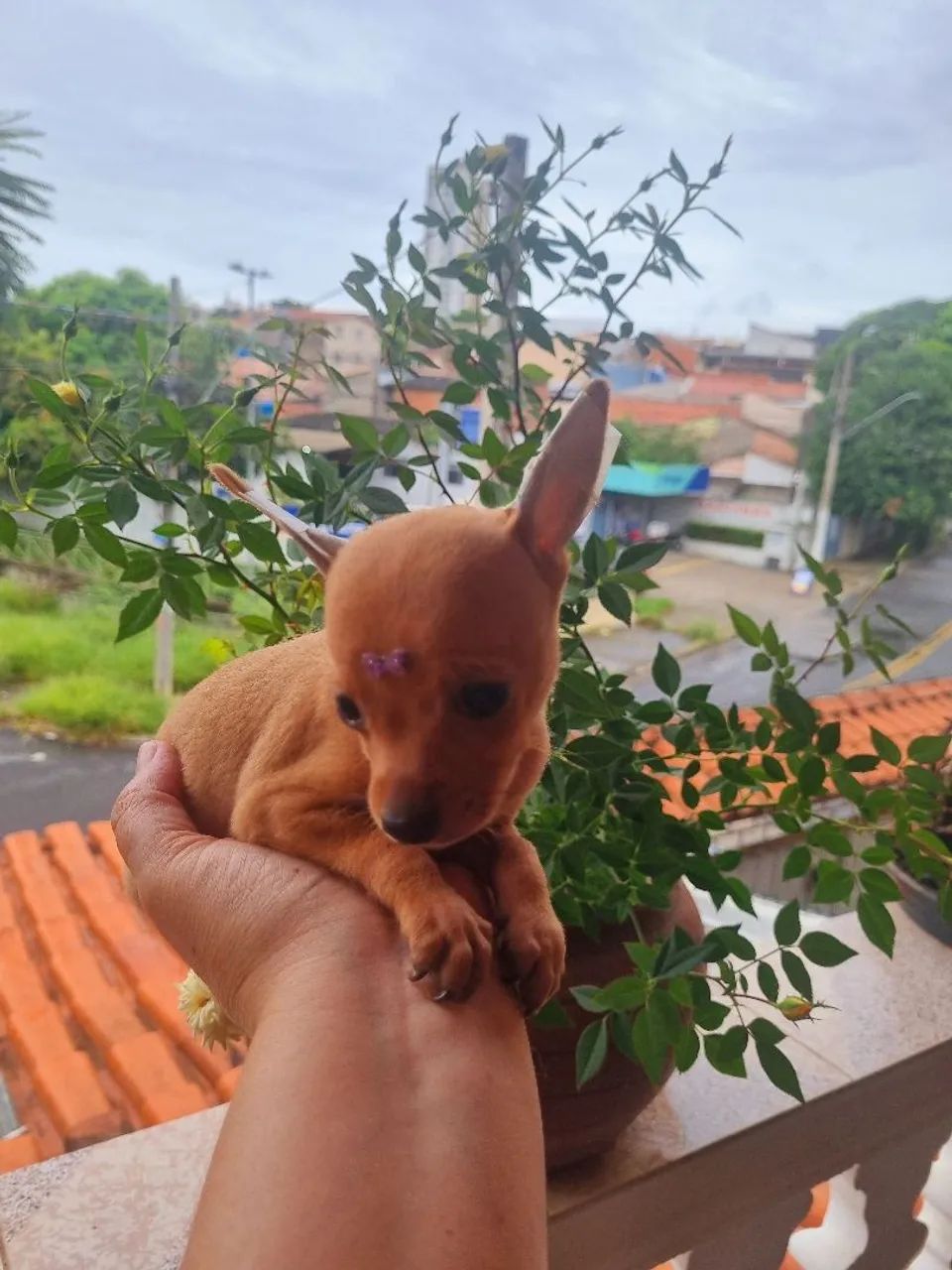 Pinscher mini Fêmea  - Foto 5