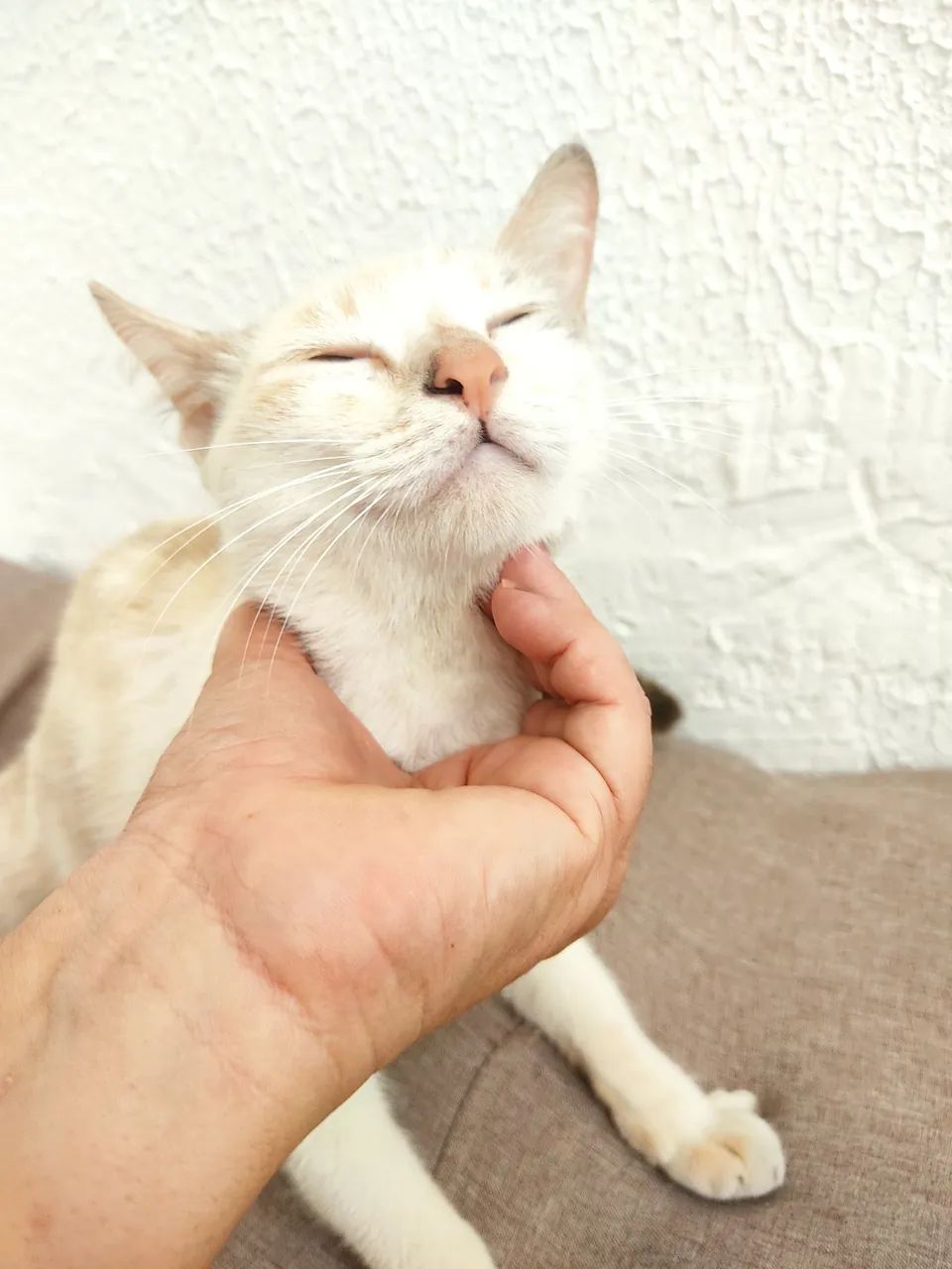 Adoção responsável  - Foto 4