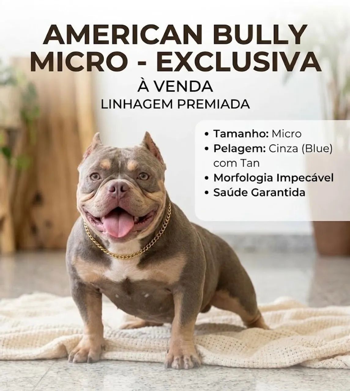 American bully micro 