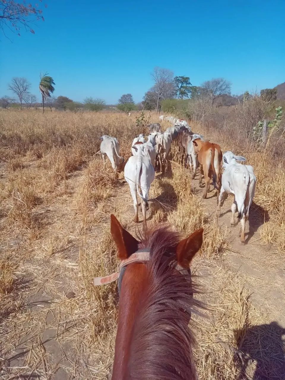 Vendo novilhas  - Foto 4