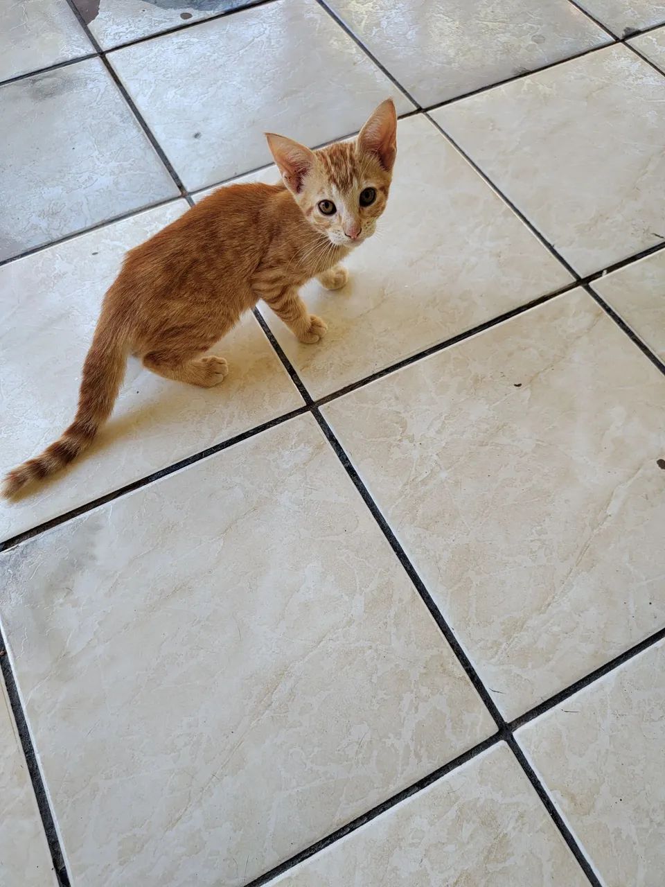 Doa-se esses lindos gatinhos. Estão todos saudáveis. Já comem Ração !!!  - Foto 2