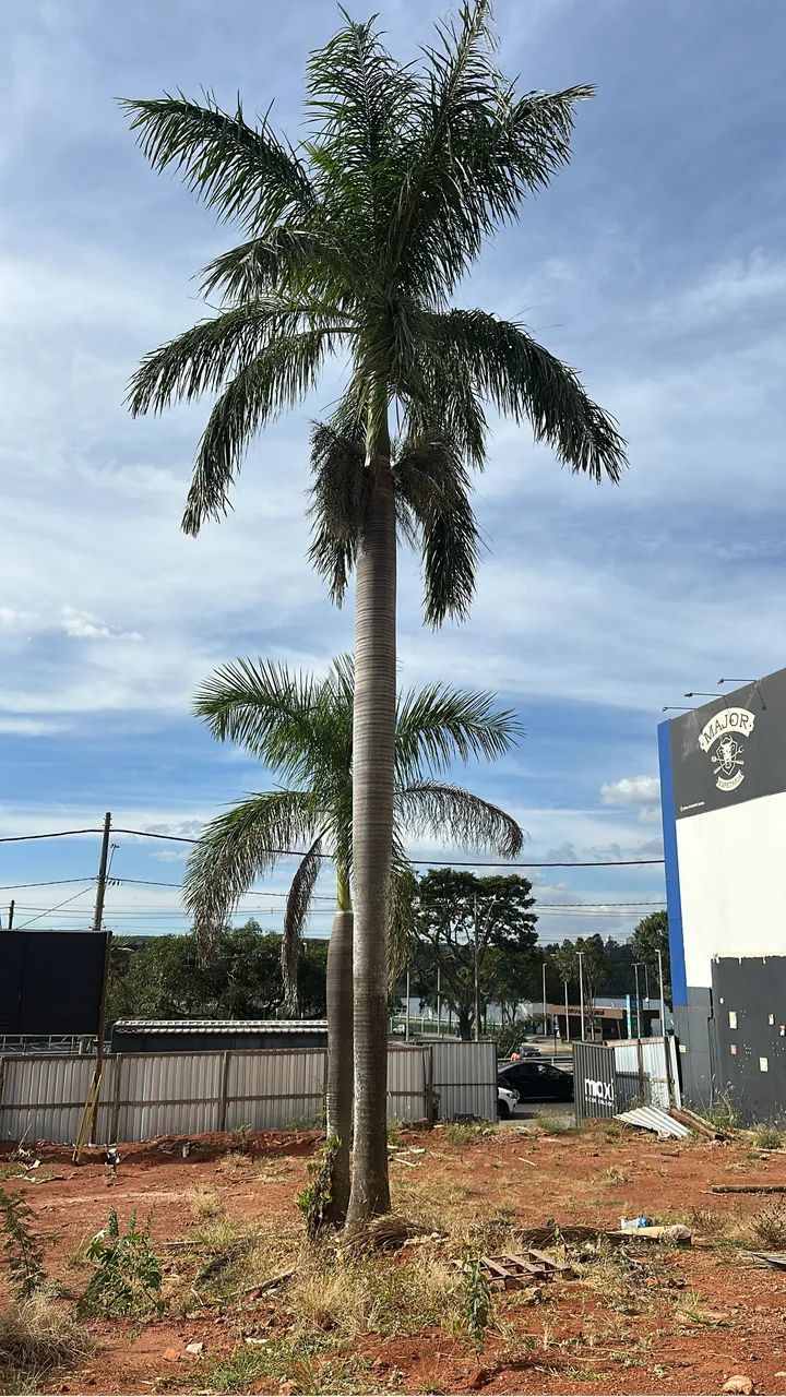 Palmeiras de grande porte
