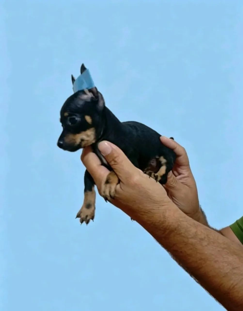 Pinscher 