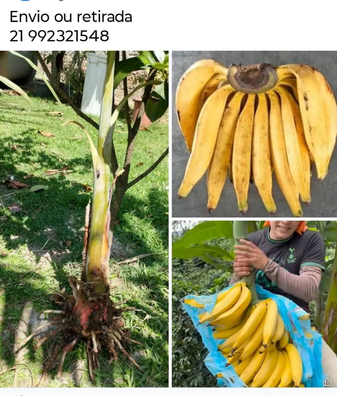 Mudas de banana terra anã  - Foto 2