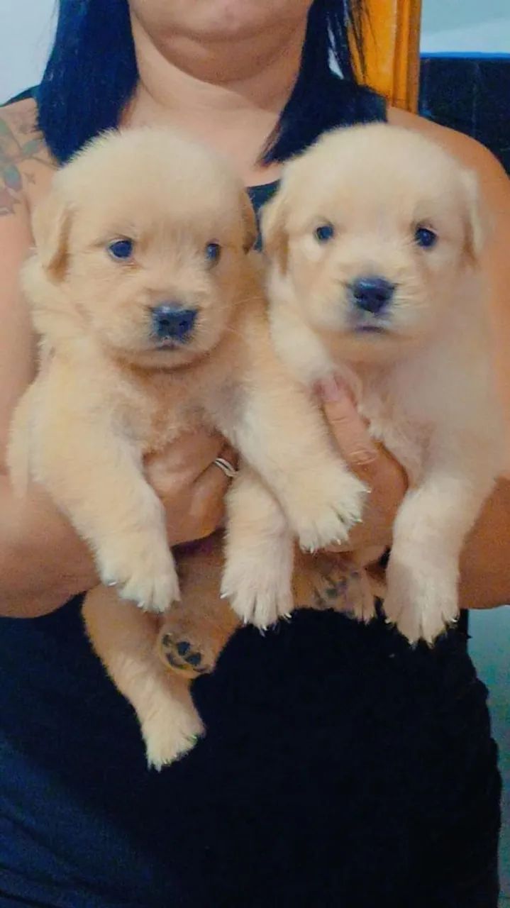 Cachorro 