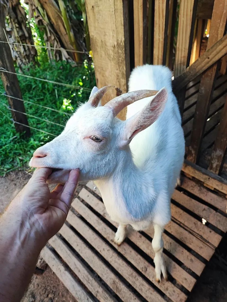 Cabrito Saanen castrado para estimação muito dócil  - Foto 2