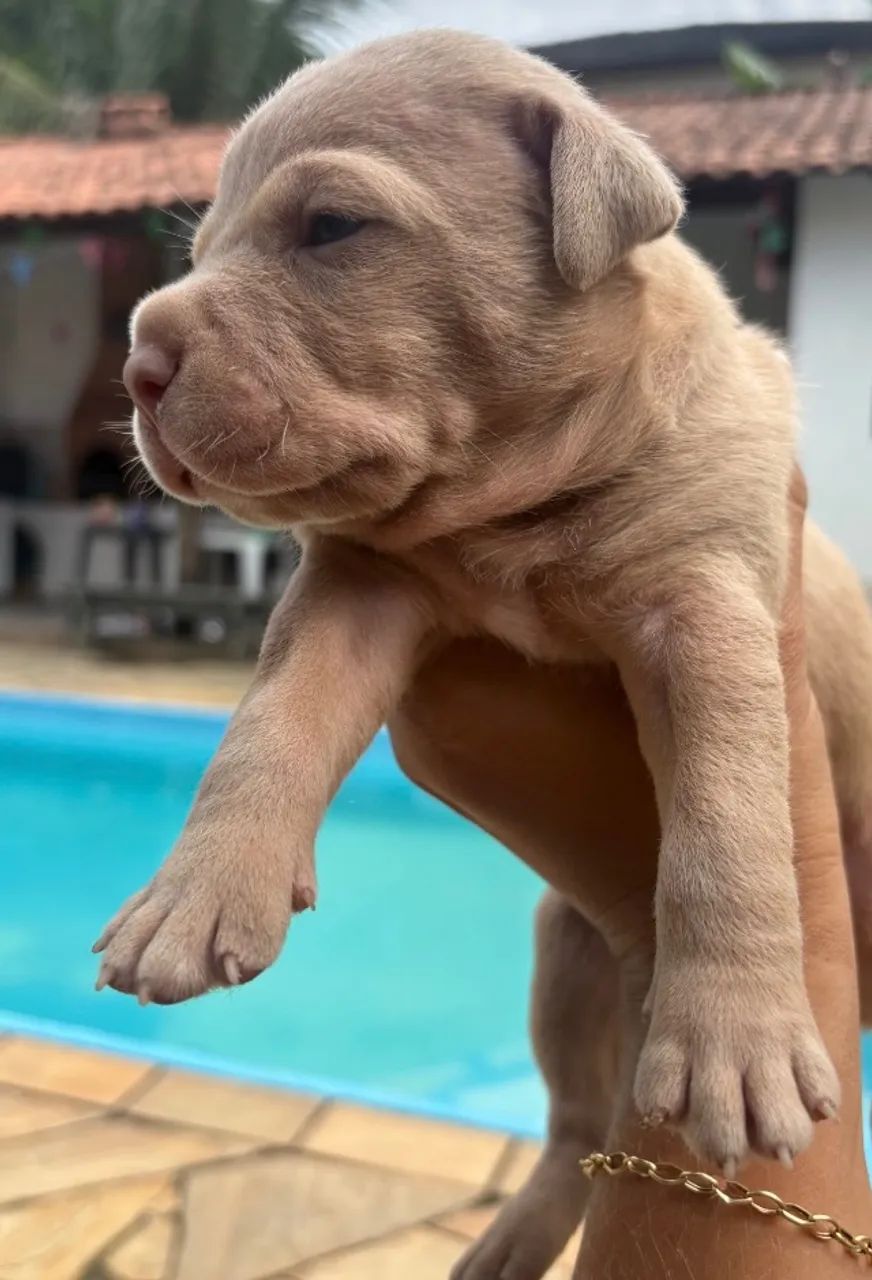 Filhotes de pit bull legitimo - Foto 2