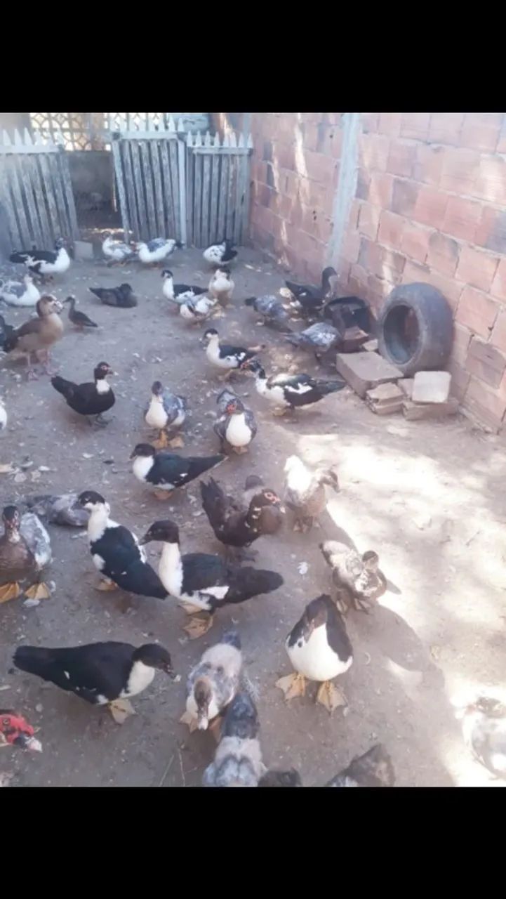 Aves - Foto 5
