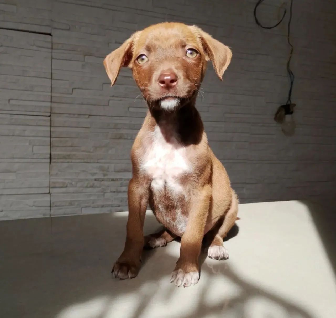 DOAÇÃO DE CACHORRINHA 