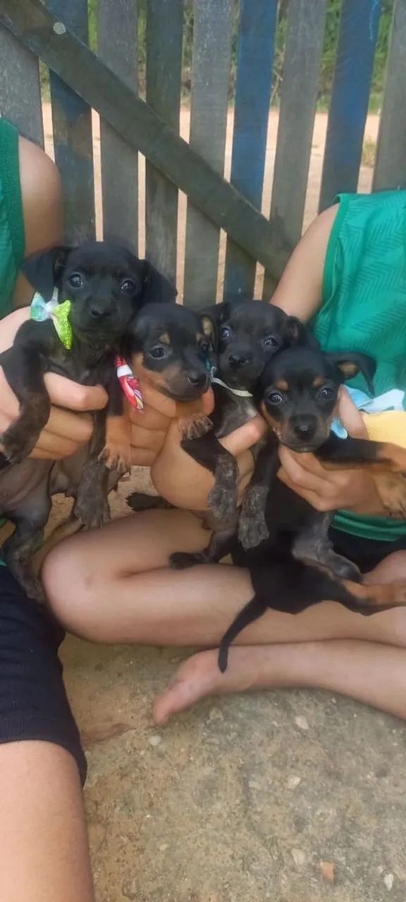 Cachorro pischer filhotes