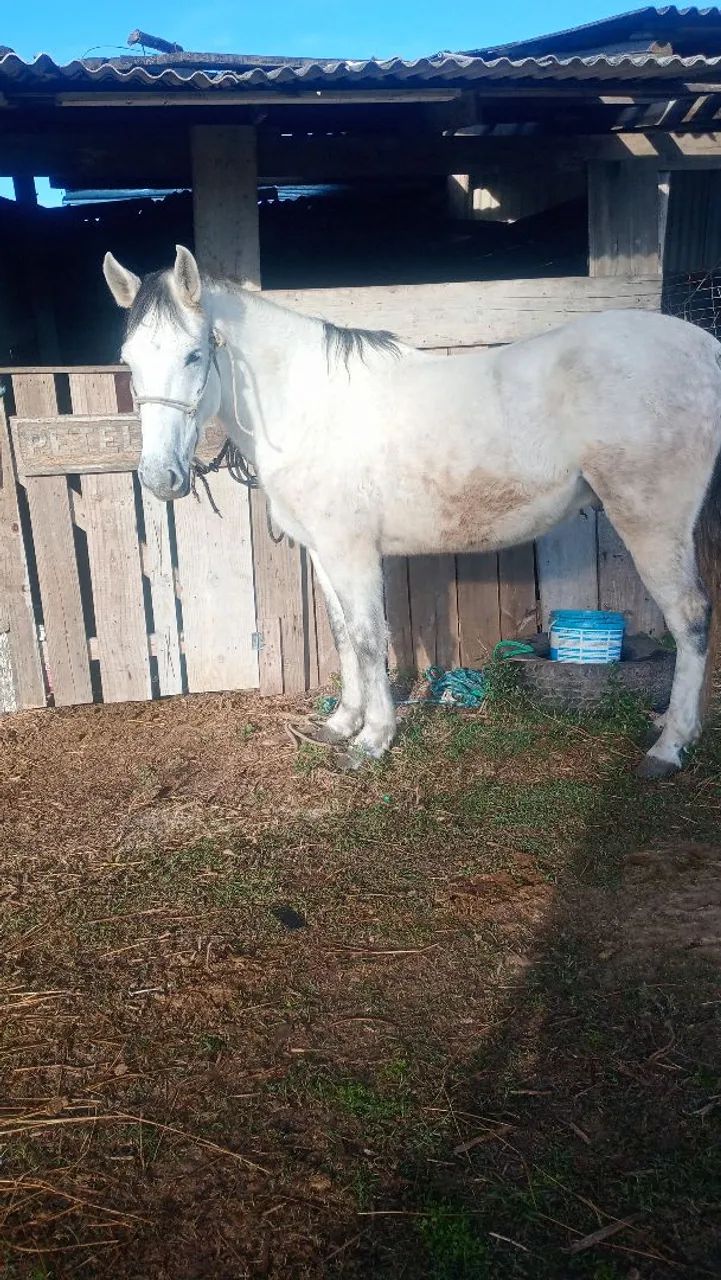 Cavalo manga larga 