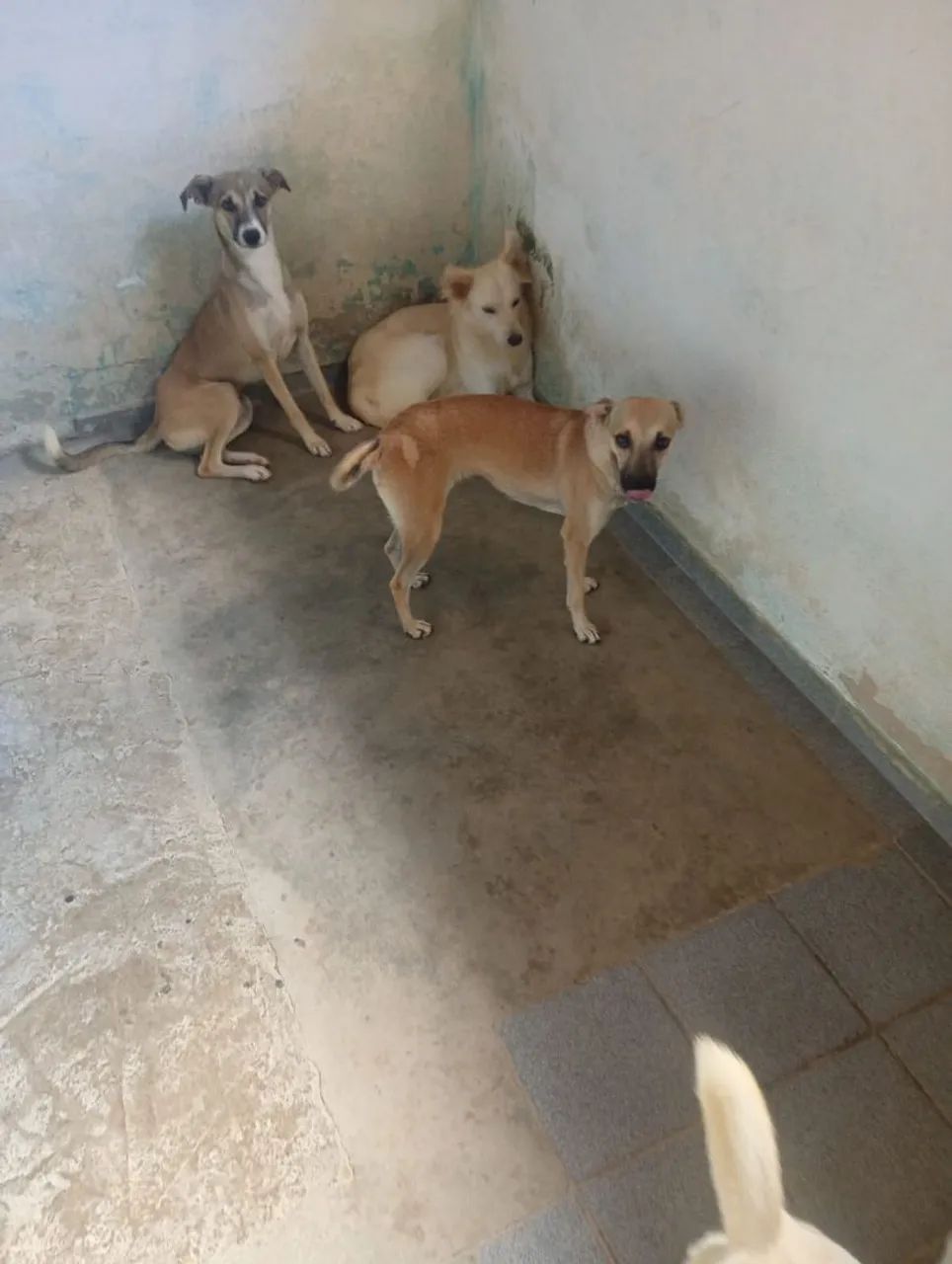 Cachorros para doação  - Foto 5
