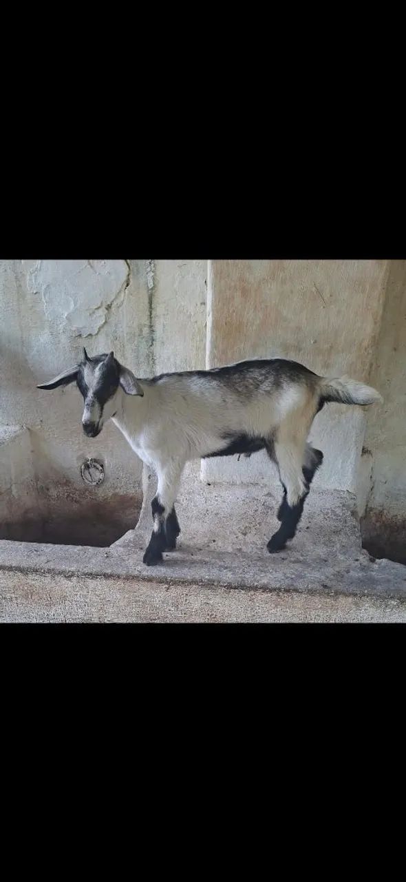 Vendo cabrito!!! - Foto 2