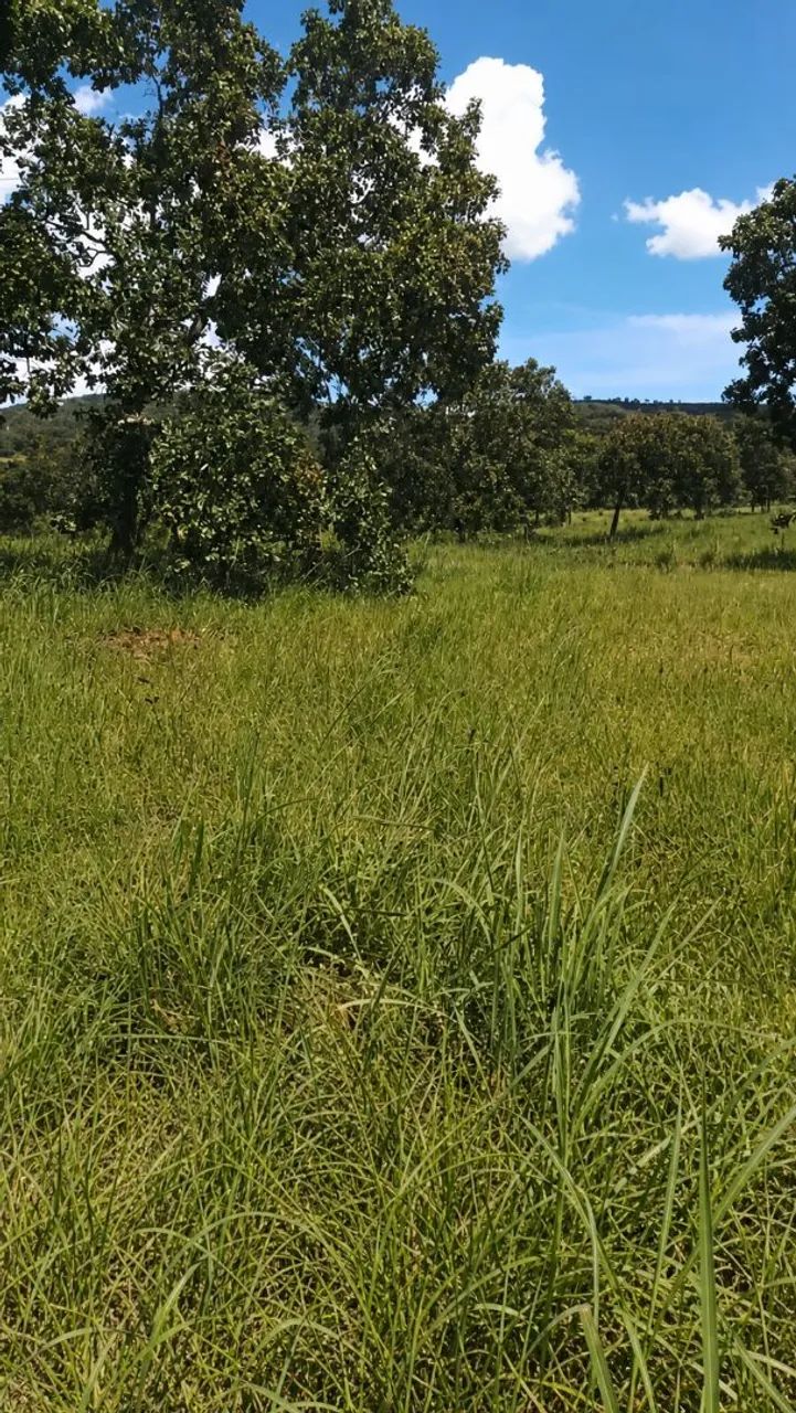 Chácara a venda, 16km de Taquaruçu, 6 alqueires  - Foto 3