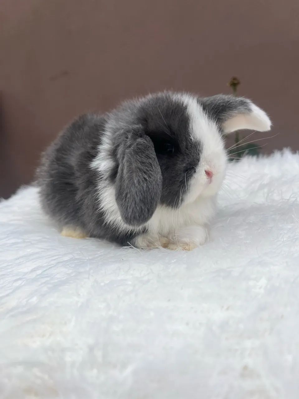 Mini coelho  - Foto 3