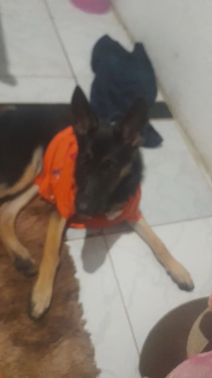 Vendo pastor alemão  - Foto 3