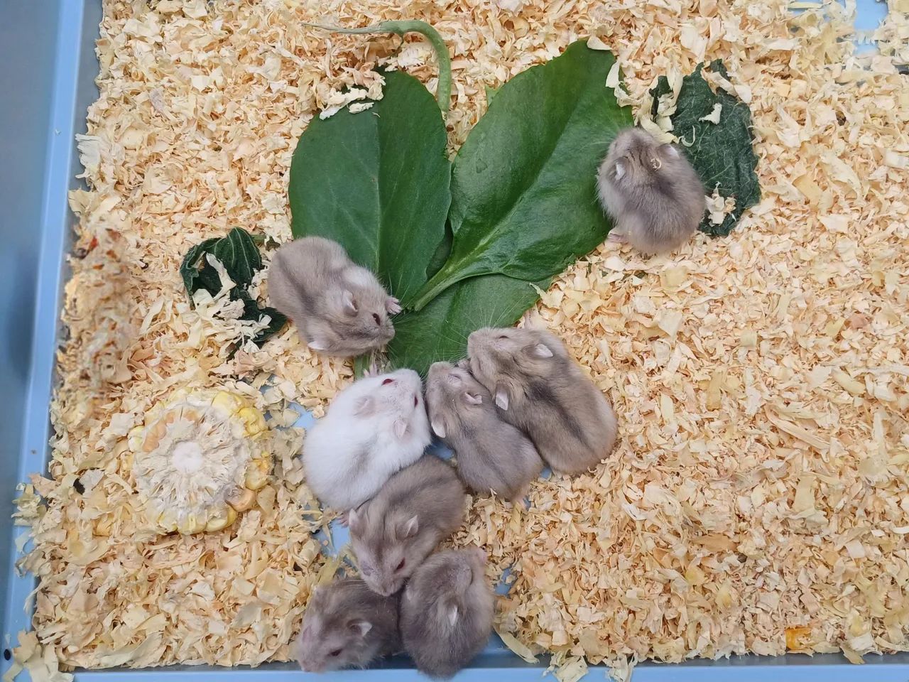 Hamster anão russo  - Foto 3