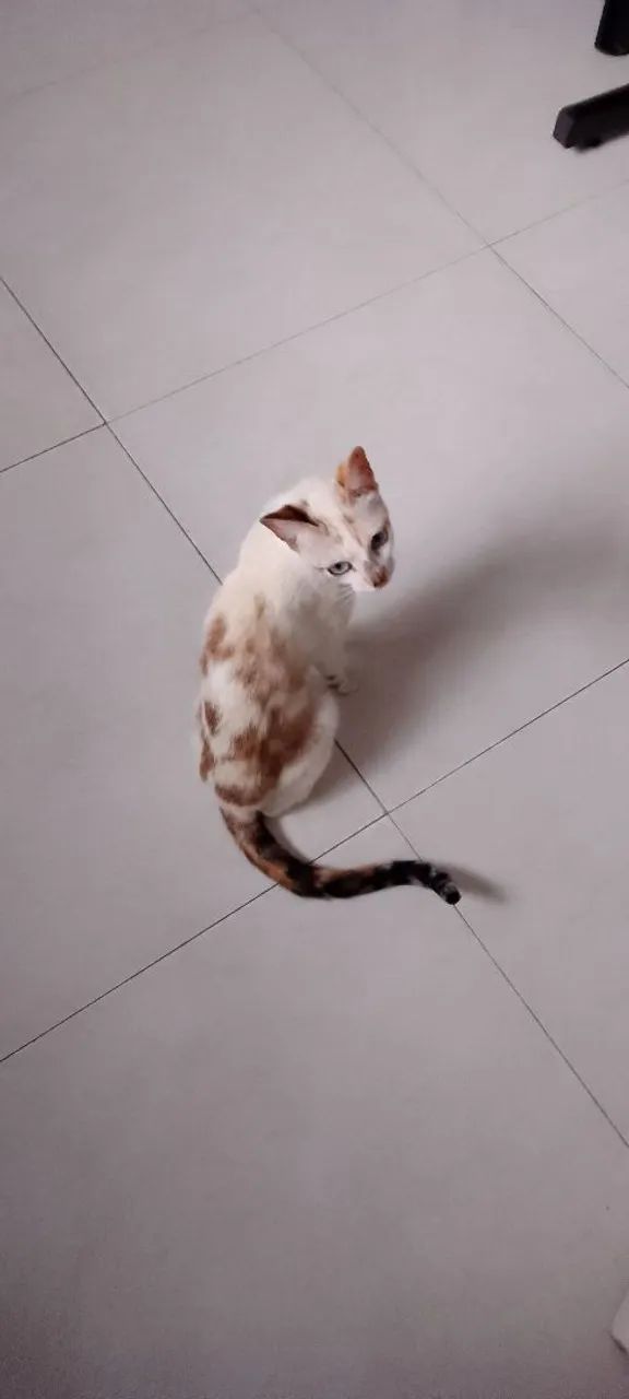 Gata castrada para adoção ou lar temporário  - Foto 3