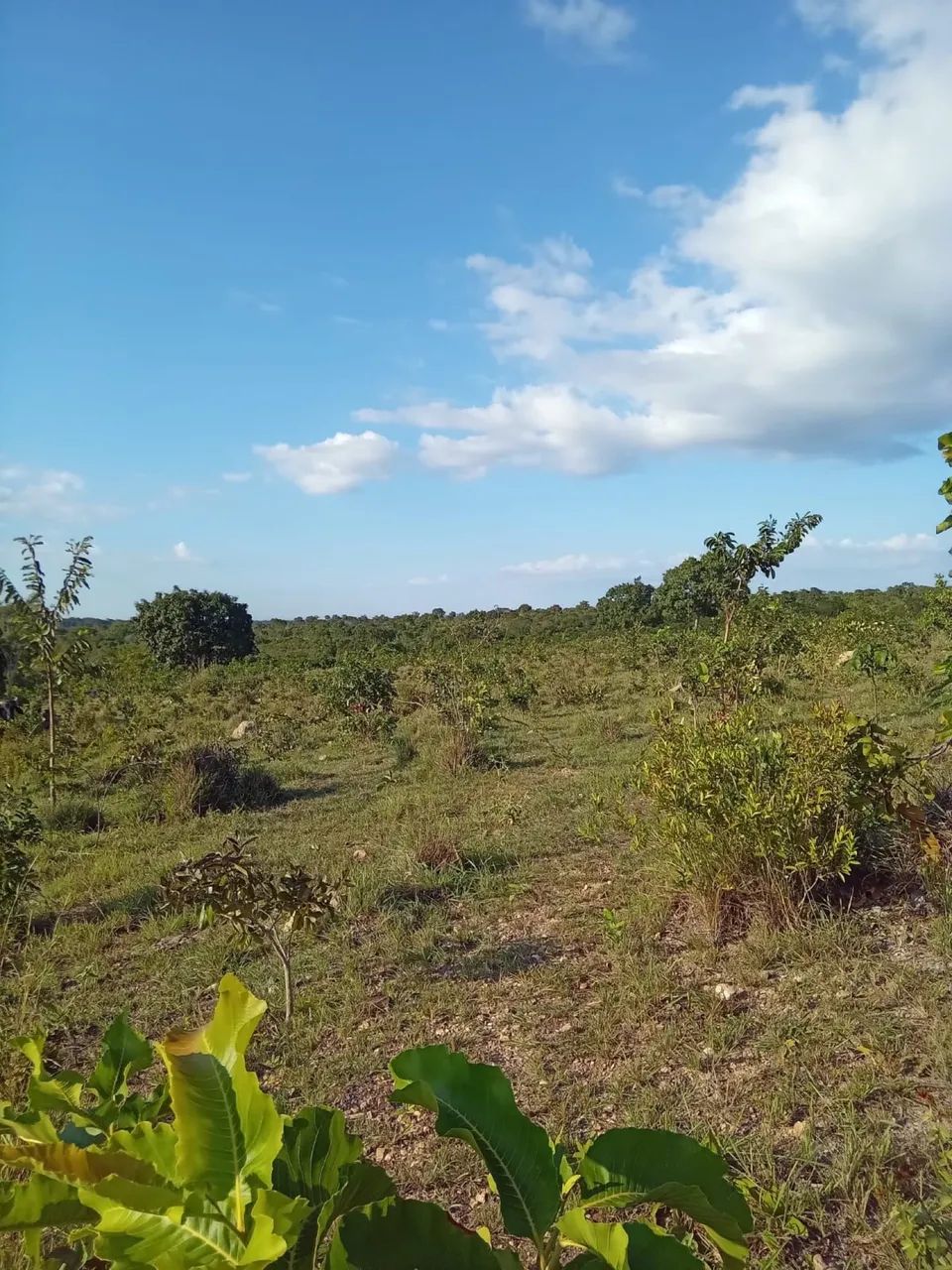 FAZENDINHA PERTO DE CUIABÁ 105 HECTARES - Foto 3