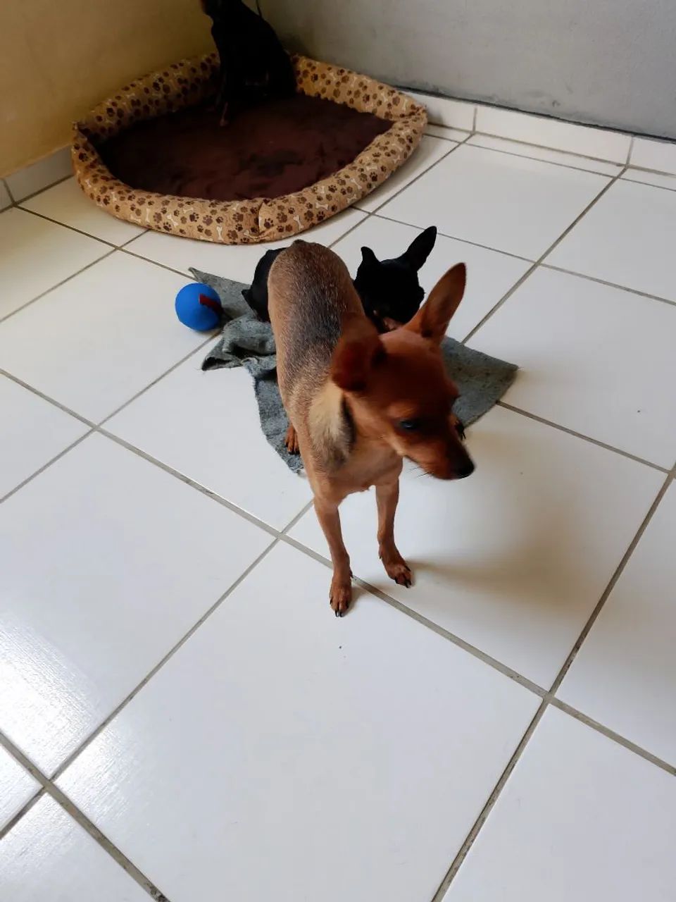 Pinscher número 1  - Foto 2