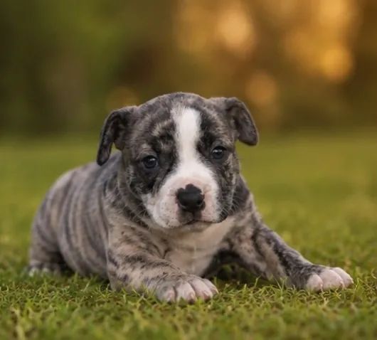 American bully  - Foto 4
