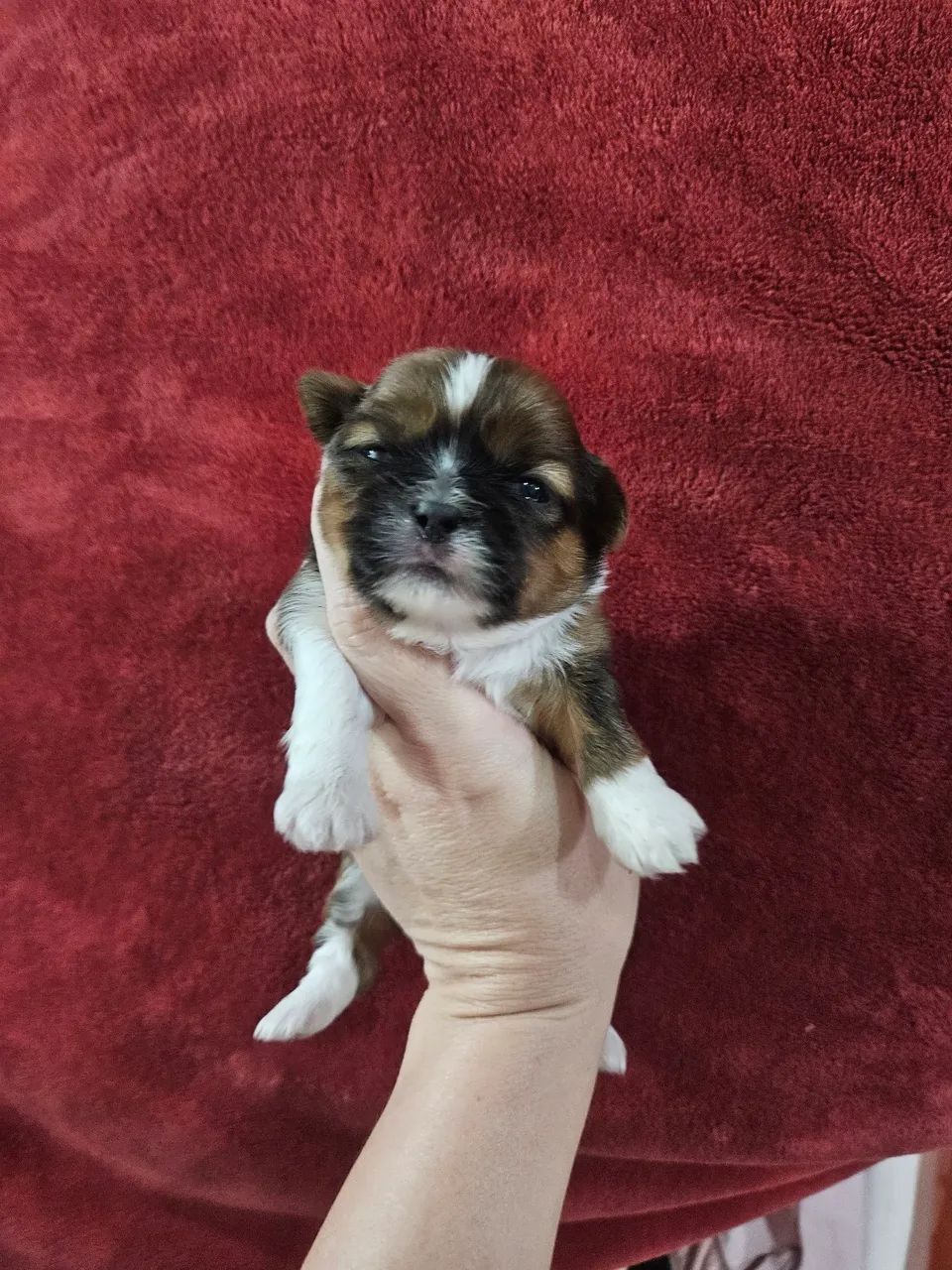 ShihTzu Macho  - Foto 2