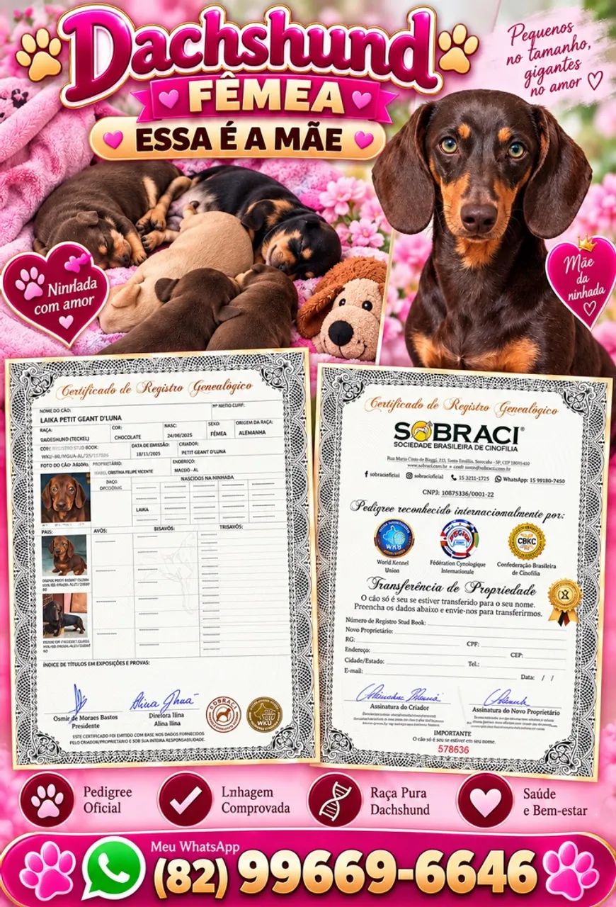 Cachorro Dachshund 
