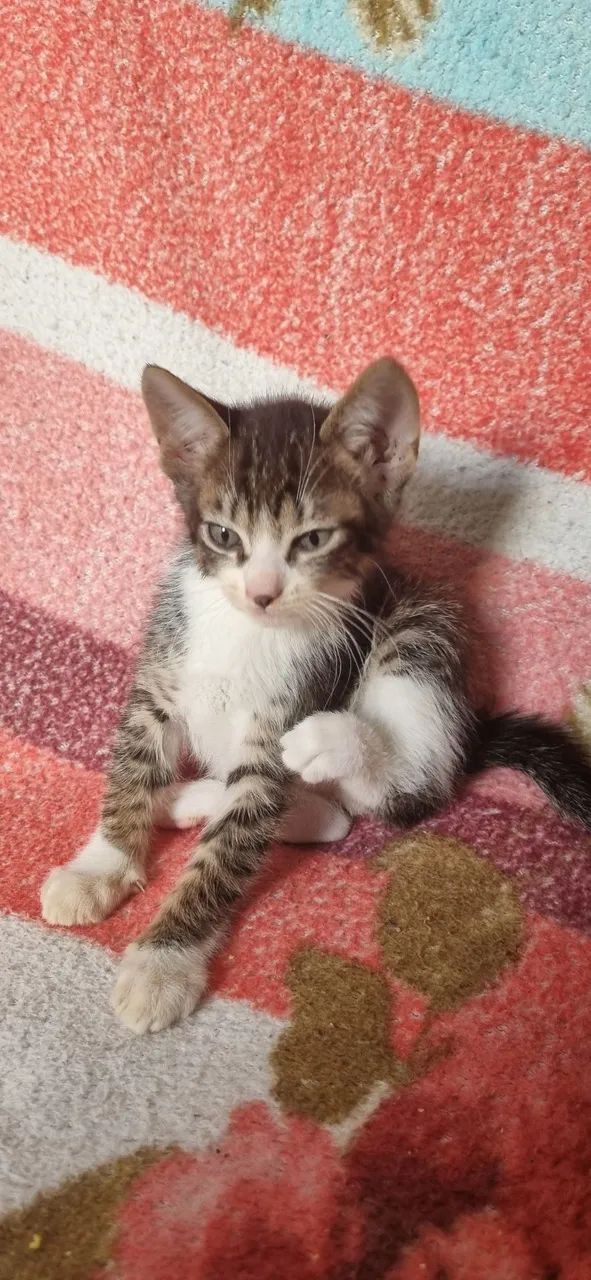 Gato 2 meses - Foto 2