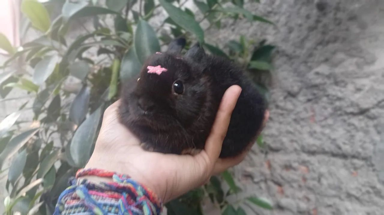 Mini coelho  - Foto 5