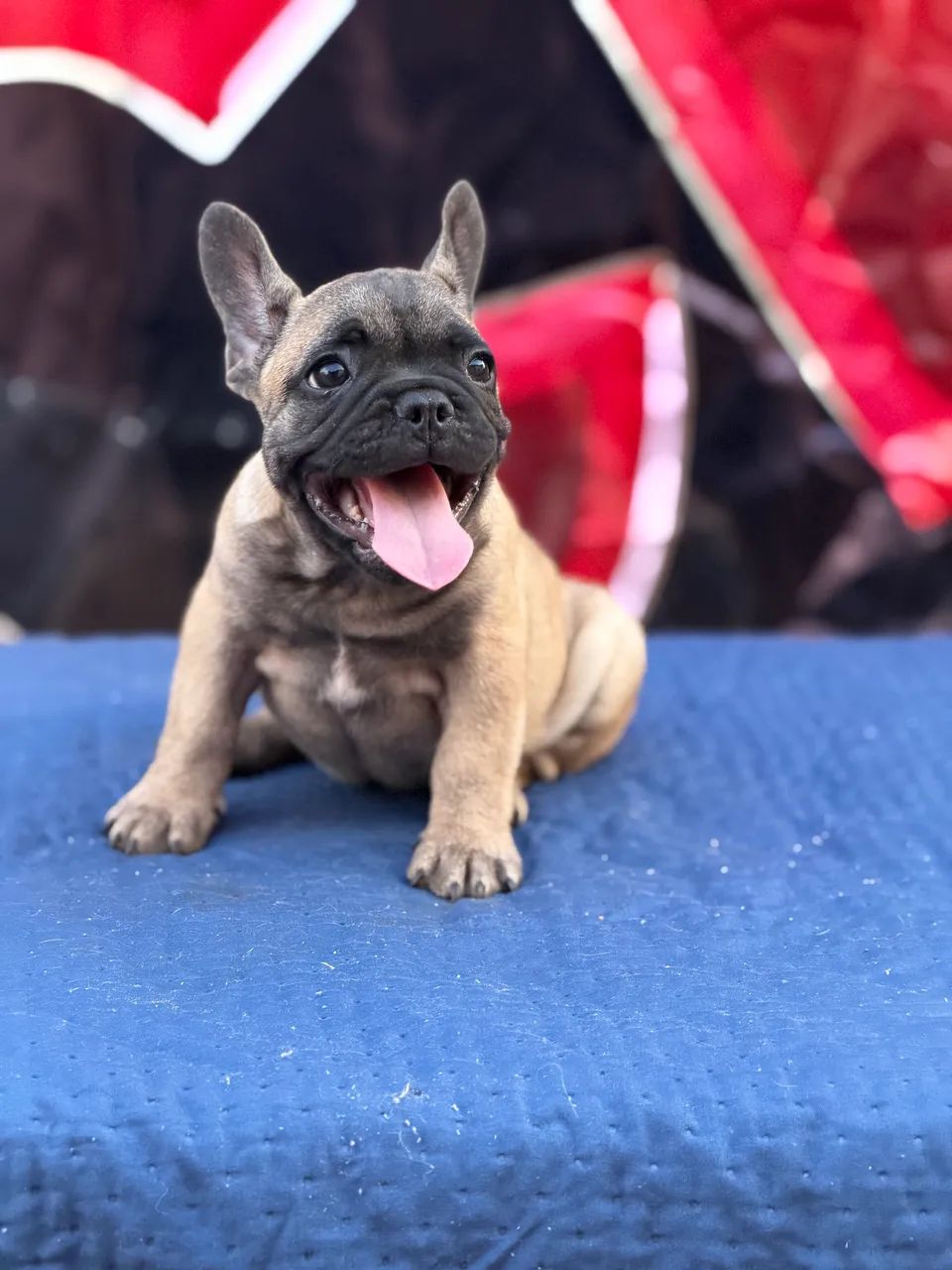 Buldogue francês micro exótico  - Foto 5
