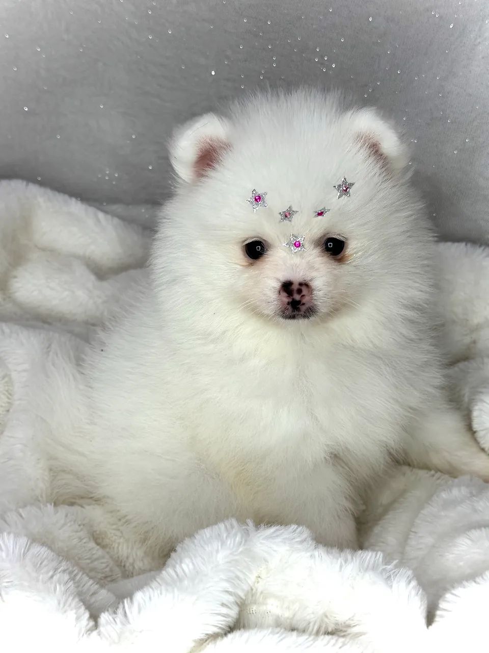 Spitz Alemão (Lulu da Pomerânia) 