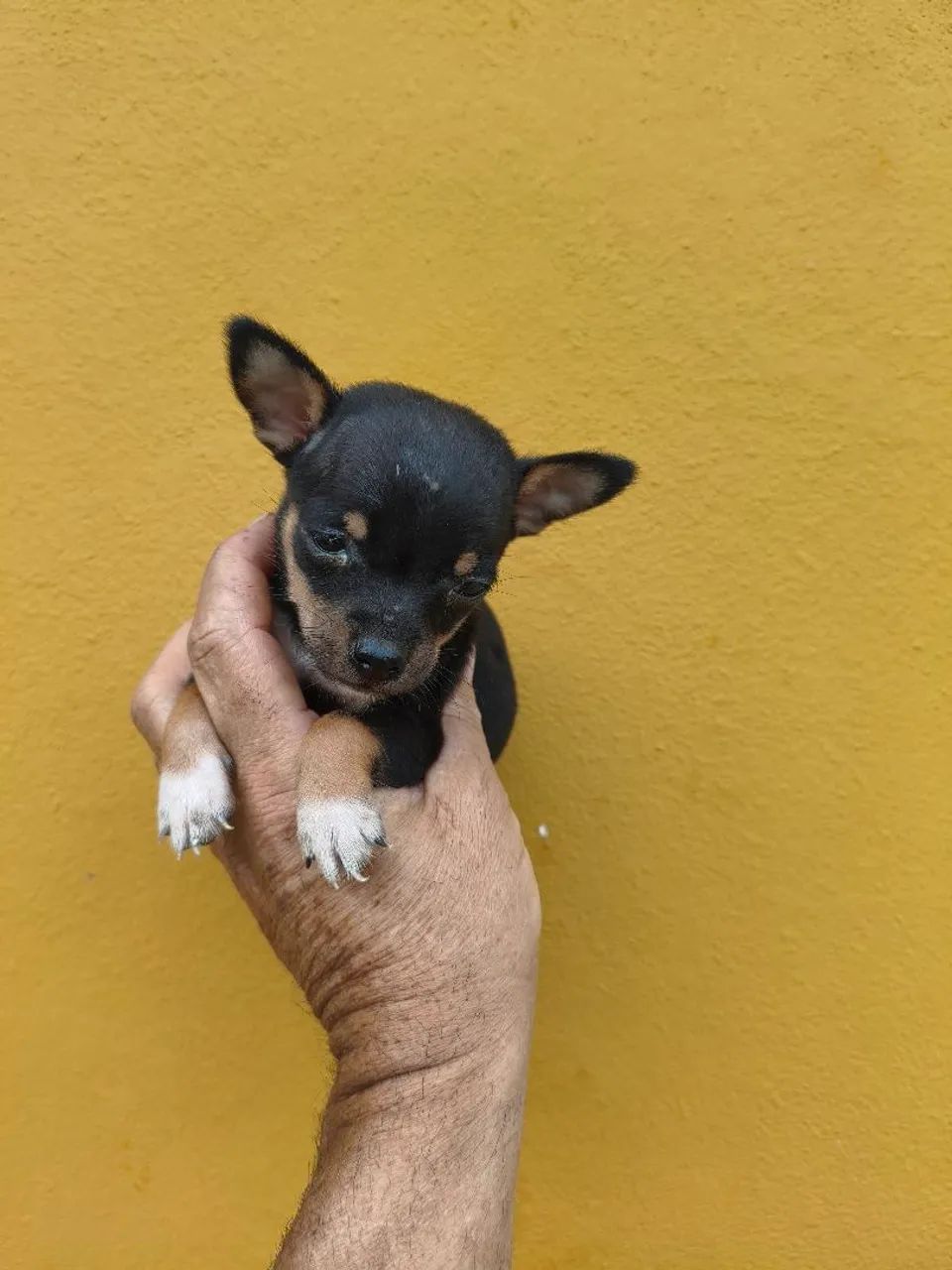 Mini pinscher  - Foto 2