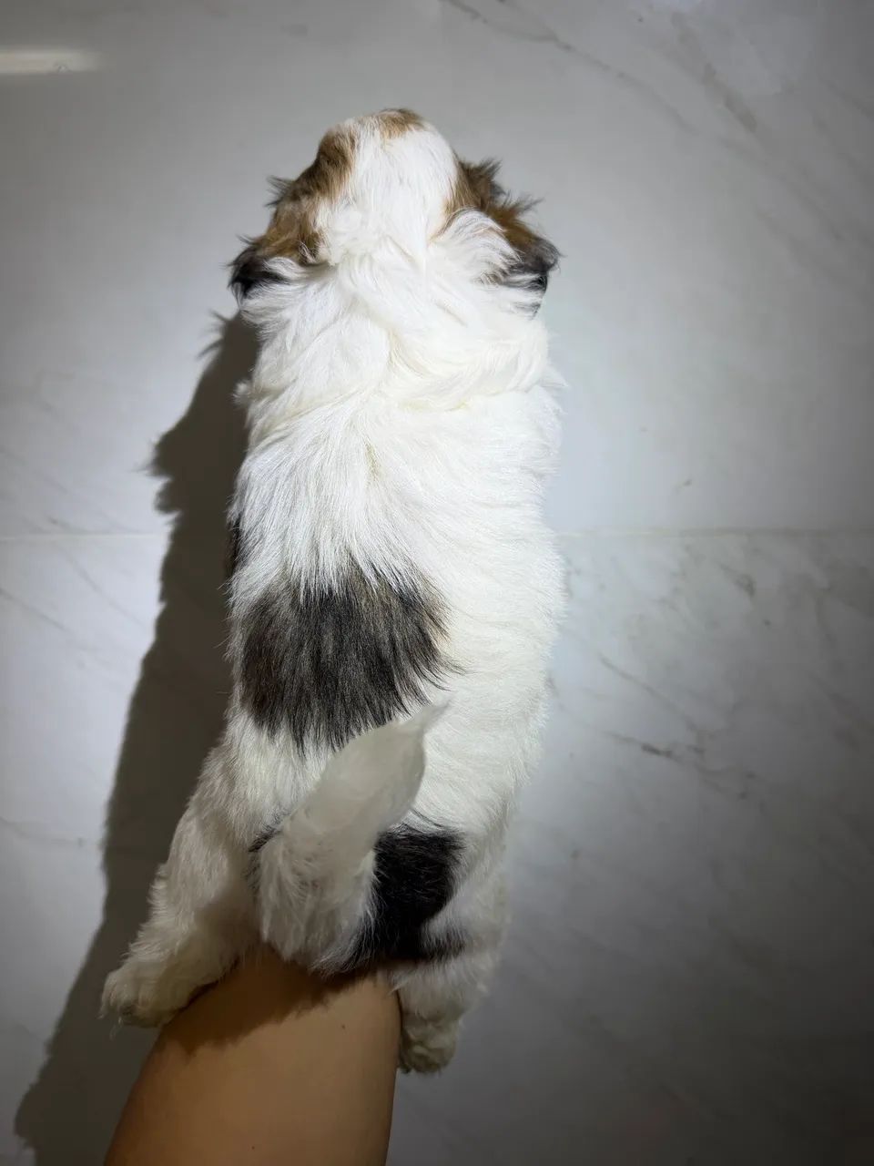 Shihtzu macho  - Foto 5