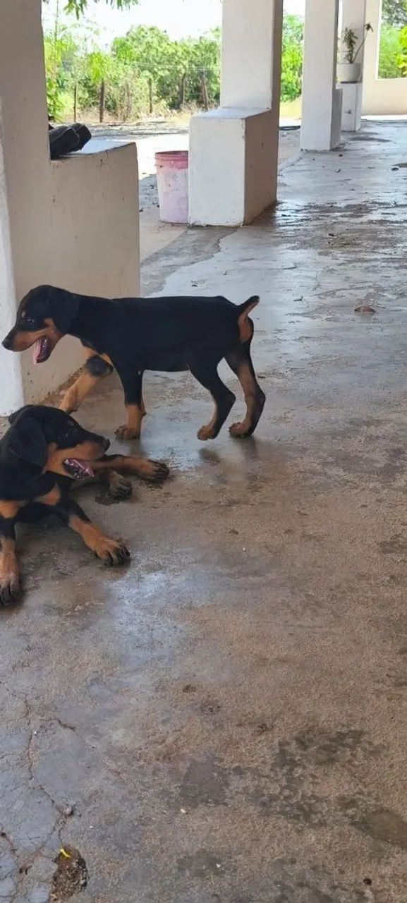 Filhotes de dobermann  - Foto 3