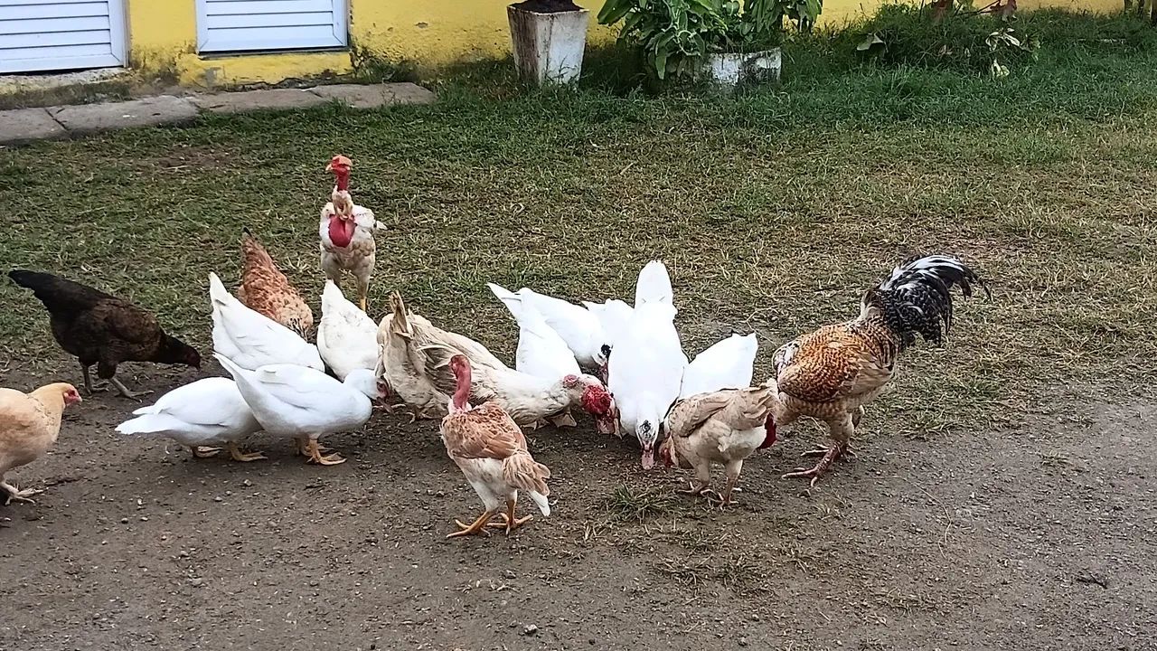 Patas