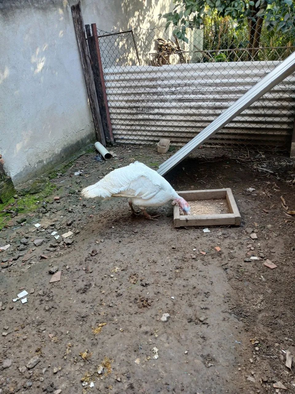 Peru - Foto 2