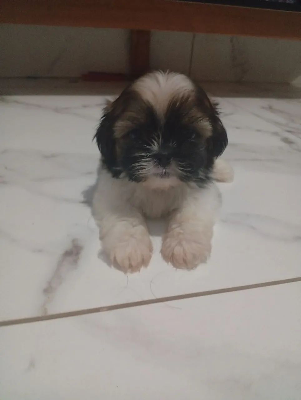 Shitzu mini