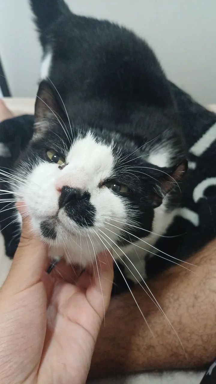 Doa se gato castrado  - Foto 2