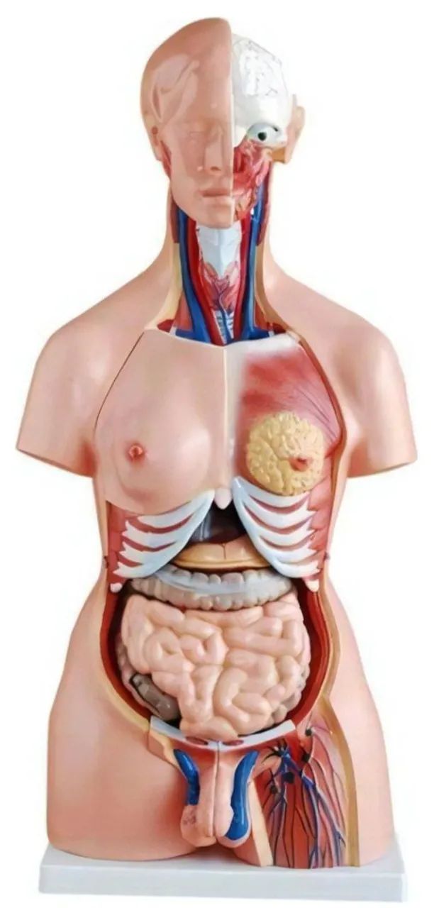 Torso Humano Bissexual
