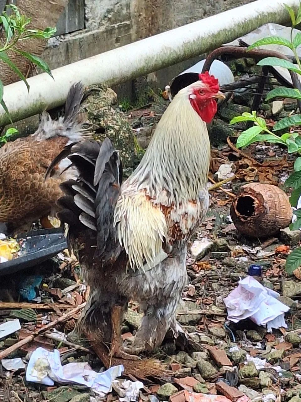 Galo brahma top