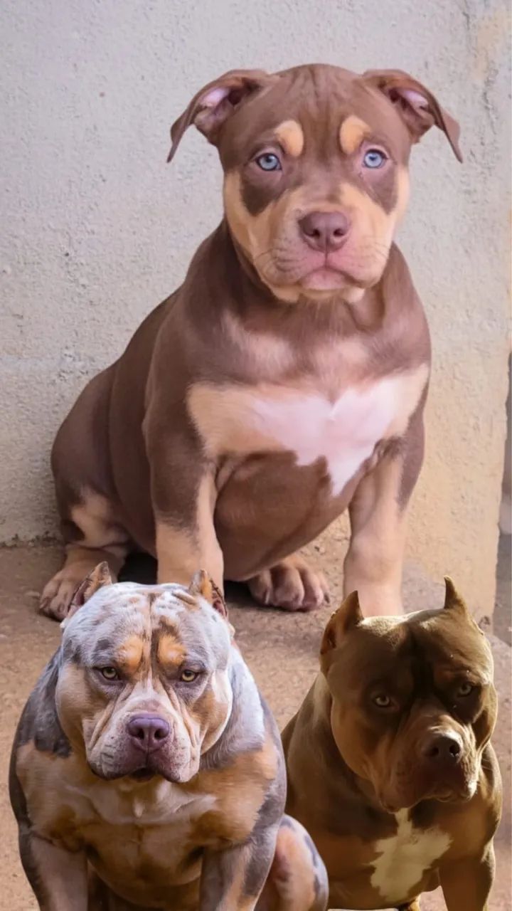 Pit Monster c/ Pedigree - Foto 4