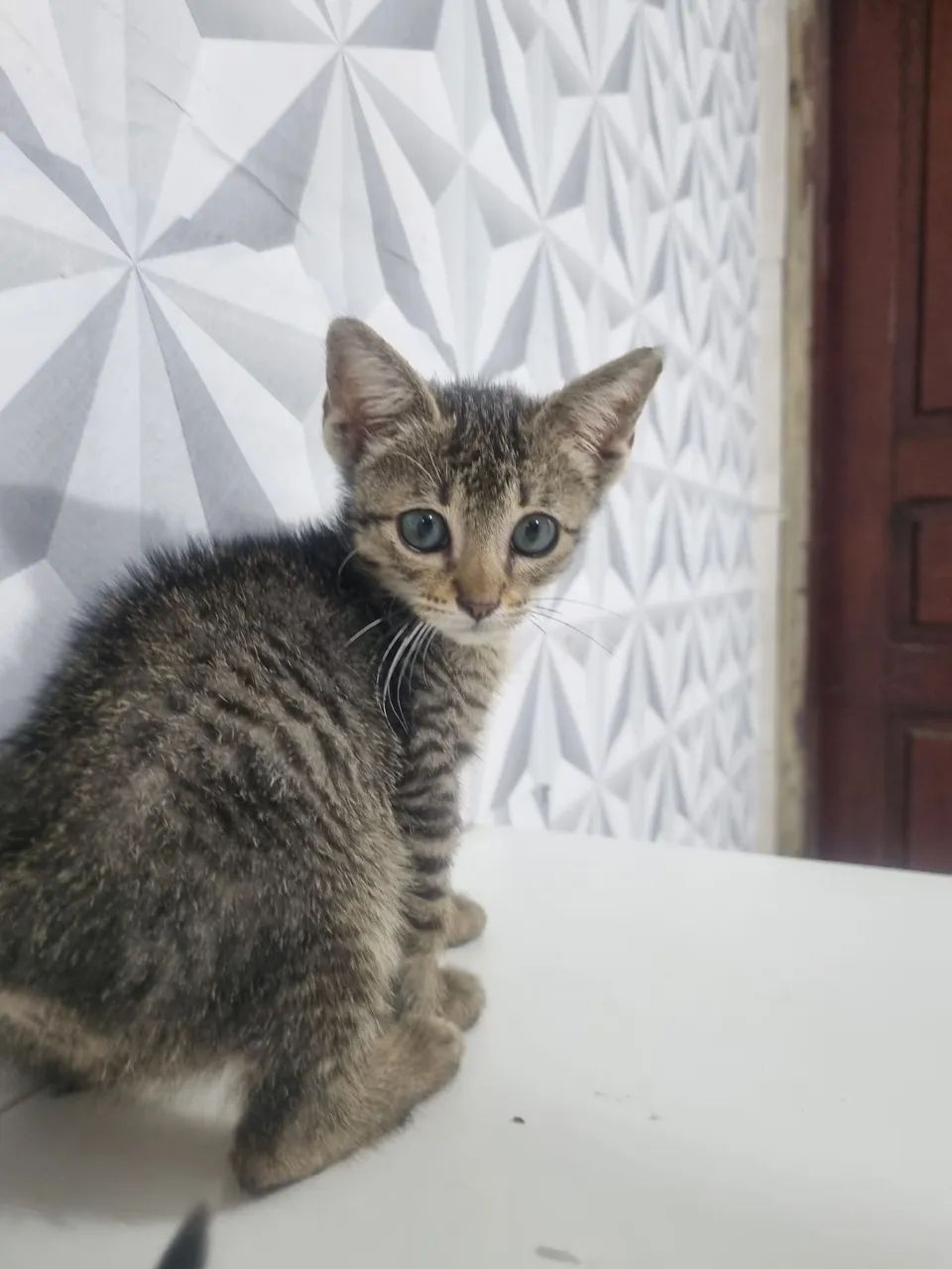 Gatinha para adoção