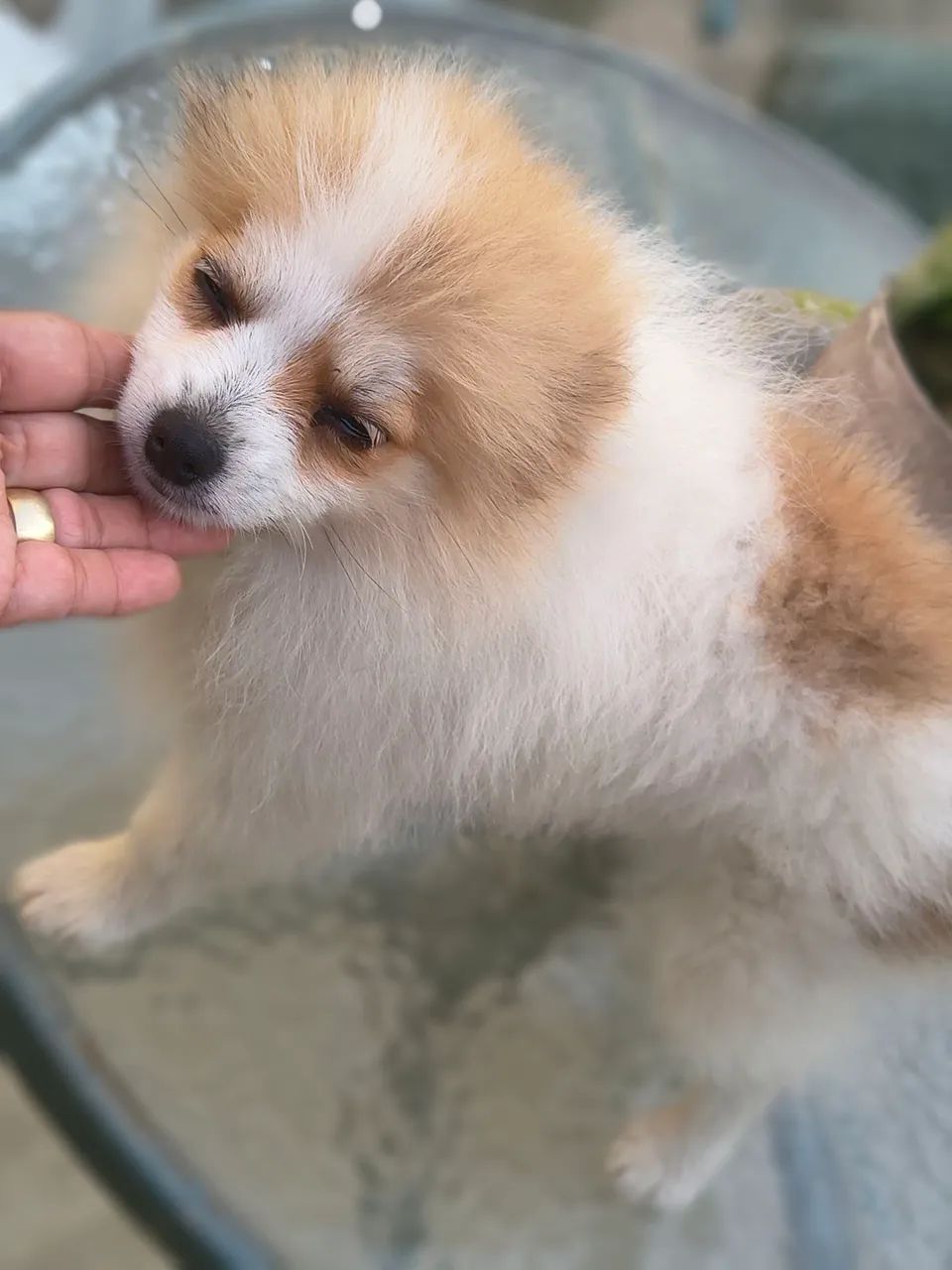 Spitz alemão 