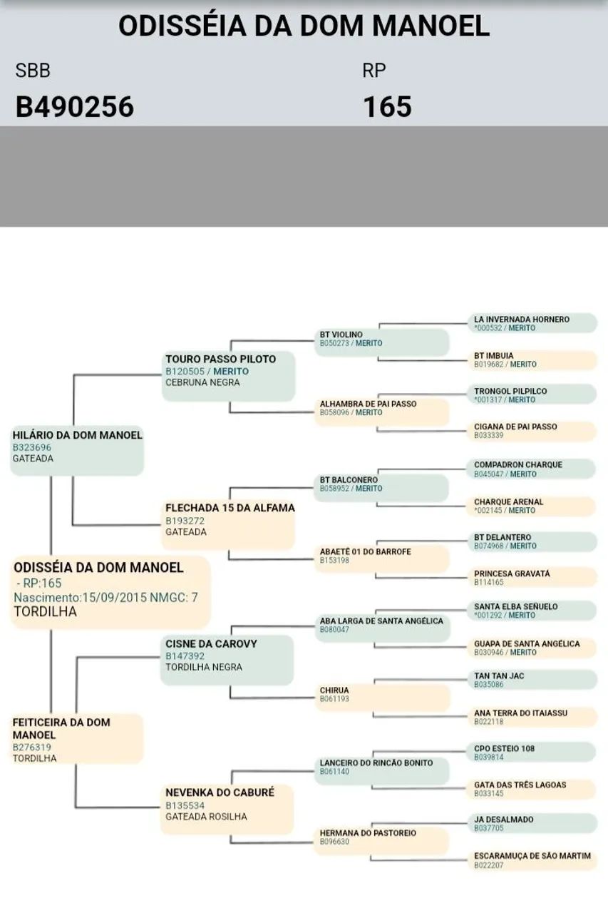 Egua crioula.  - Foto 6