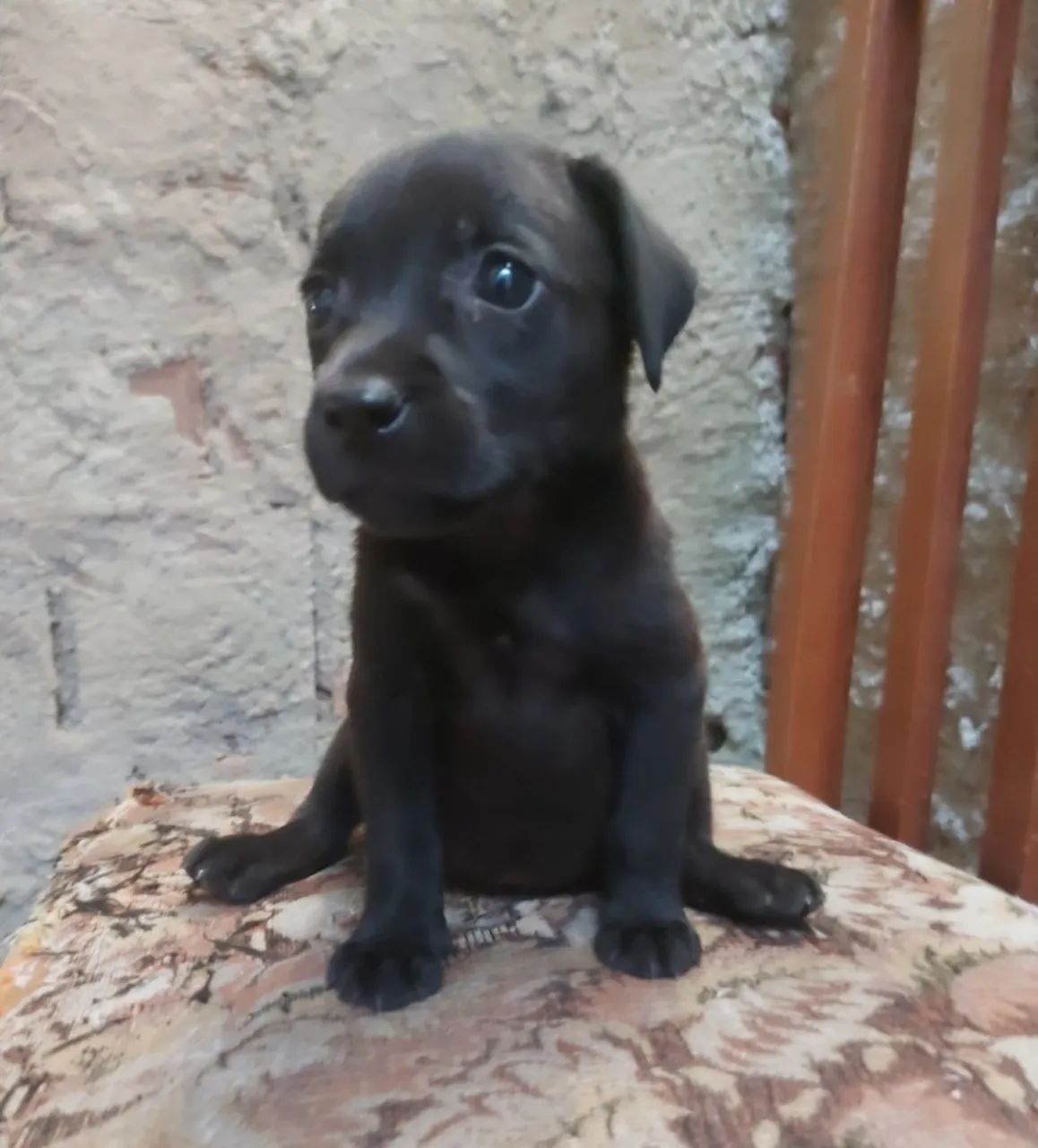 Labrador - Foto 2