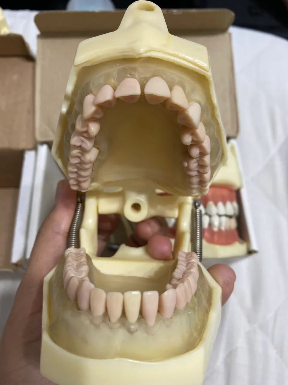 Kit manequim de perio e dentistica + dentes extras  - Foto 5