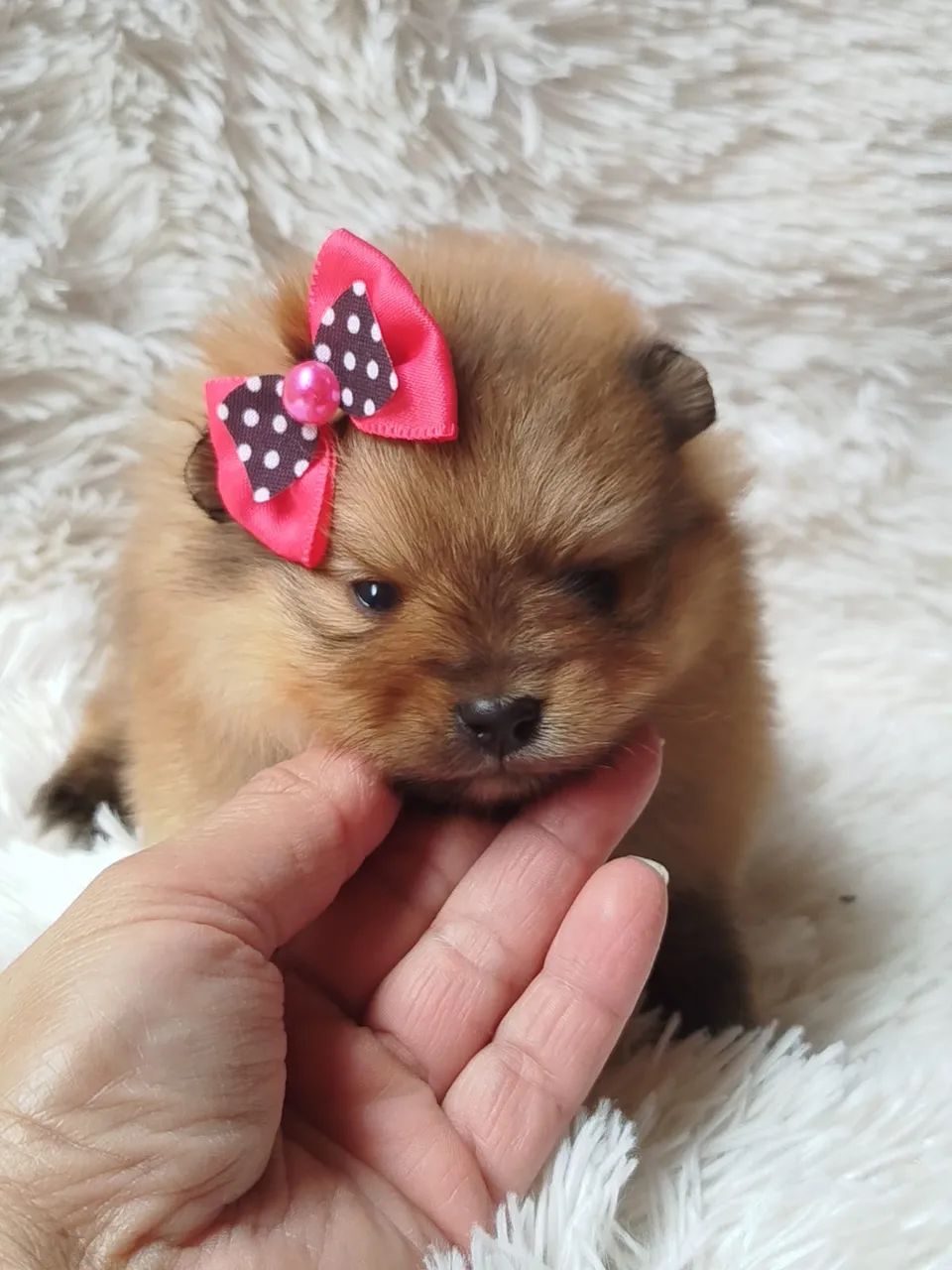  Spitz alemão  - Foto 2